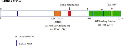 The Role of ARID1A in Tumors: Tumor Initiation or Tumor Suppression?